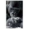 Appollo - Gorilla 76 cm x 127 cm (30 in. x 50 in.) Black and White Photography on Canvas