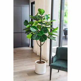 Faux Fiddle Leaf Fig Tree 2 m (6.5 ft.)